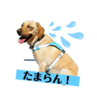 BAGUS LIFE Labrador Retriever（個別スタンプ：15）