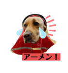 BAGUS LIFE Labrador Retriever（個別スタンプ：16）
