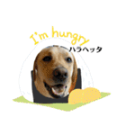 BAGUS LIFE Labrador Retriever（個別スタンプ：17）