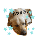 BAGUS LIFE Labrador Retriever（個別スタンプ：18）