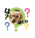 BAGUS LIFE Labrador Retriever（個別スタンプ：19）