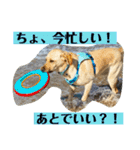BAGUS LIFE Labrador Retriever（個別スタンプ：20）
