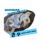 BAGUS LIFE Labrador Retriever（個別スタンプ：21）