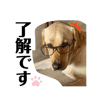 BAGUS LIFE Labrador Retriever（個別スタンプ：22）