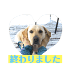 BAGUS LIFE Labrador Retriever（個別スタンプ：23）