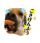 BAGUS LIFE Labrador Retriever（個別スタンプ：24）
