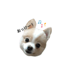 もふもふポメラニアンのぽぽ1（個別スタンプ：3）