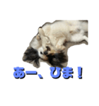 パピヨンのぱんちくん（個別スタンプ：5）