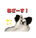 パピヨンのぱんちくん（個別スタンプ：11）