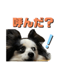 パピヨンのぱんちくん（個別スタンプ：14）