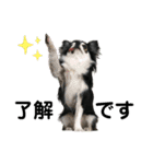 チワワ デカ文字 ペロリンチー太 chihuahua（個別スタンプ：1）