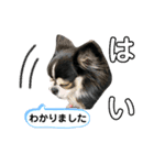 チワワ デカ文字 ペロリンチー太 chihuahua（個別スタンプ：2）