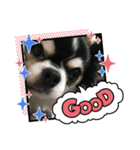 チワワ デカ文字 ペロリンチー太 chihuahua（個別スタンプ：3）