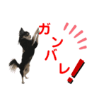 チワワ デカ文字 ペロリンチー太 chihuahua（個別スタンプ：4）