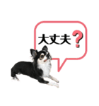 チワワ デカ文字 ペロリンチー太 chihuahua（個別スタンプ：5）
