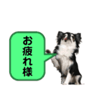 チワワ デカ文字 ペロリンチー太 chihuahua（個別スタンプ：6）