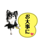 チワワ デカ文字 ペロリンチー太 chihuahua（個別スタンプ：7）