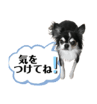 チワワ デカ文字 ペロリンチー太 chihuahua（個別スタンプ：8）