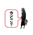 チワワ デカ文字 ペロリンチー太 chihuahua（個別スタンプ：9）