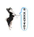 チワワ デカ文字 ペロリンチー太 chihuahua（個別スタンプ：10）