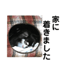 チワワ デカ文字 ペロリンチー太 chihuahua（個別スタンプ：11）