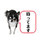 チワワ デカ文字 ペロリンチー太 chihuahua（個別スタンプ：12）