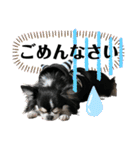 チワワ デカ文字 ペロリンチー太 chihuahua（個別スタンプ：13）