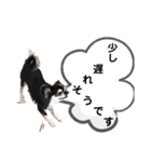 チワワ デカ文字 ペロリンチー太 chihuahua（個別スタンプ：14）