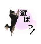 チワワ デカ文字 ペロリンチー太 chihuahua（個別スタンプ：15）