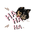 チワワ デカ文字 ペロリンチー太 chihuahua（個別スタンプ：16）