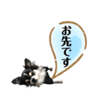 チワワ デカ文字 ペロリンチー太 chihuahua（個別スタンプ：17）