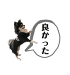 チワワ デカ文字 ペロリンチー太 chihuahua（個別スタンプ：18）