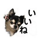 チワワ デカ文字 ペロリンチー太 chihuahua（個別スタンプ：19）
