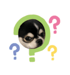 チワワ デカ文字 ペロリンチー太 chihuahua（個別スタンプ：20）