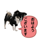 チワワ デカ文字 ペロリンチー太 chihuahua（個別スタンプ：21）