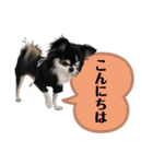 チワワ デカ文字 ペロリンチー太 chihuahua（個別スタンプ：22）