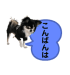 チワワ デカ文字 ペロリンチー太 chihuahua（個別スタンプ：23）
