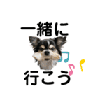 チワワ デカ文字 ペロリンチー太 chihuahua（個別スタンプ：24）