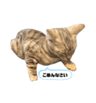 我が家のこてつ第二弾（個別スタンプ：1）