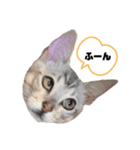 我が家のこてつ第二弾（個別スタンプ：2）