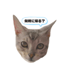 我が家のこてつ第二弾（個別スタンプ：6）