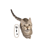 我が家のこてつ第二弾（個別スタンプ：7）