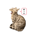 我が家のこてつ第二弾（個別スタンプ：11）