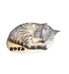 我が家のこてつ第二弾（個別スタンプ：12）