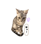 我が家のこてつ第二弾（個別スタンプ：15）