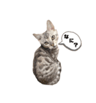 我が家のこてつ第二弾（個別スタンプ：18）
