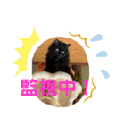 ラッキー✨（個別スタンプ：1）