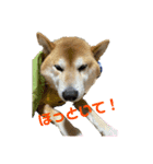 ラッキー✨（個別スタンプ：2）