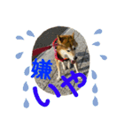 ラッキー✨（個別スタンプ：6）