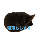 黒猫イッシーのやんちゃスタンプ（個別スタンプ：2）